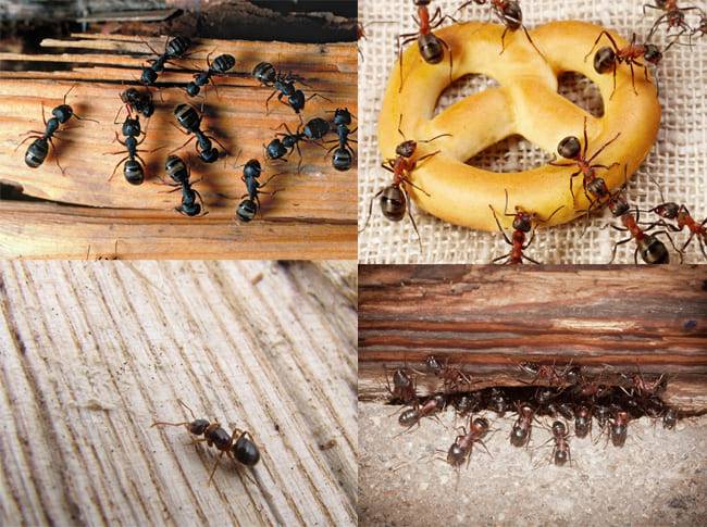Как убрать муравьев в доме